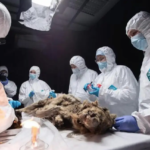 Hallazgo de los restos de un lobo de 44 mil años de antigüedad, en Siberia sorprende a la comunidad científica