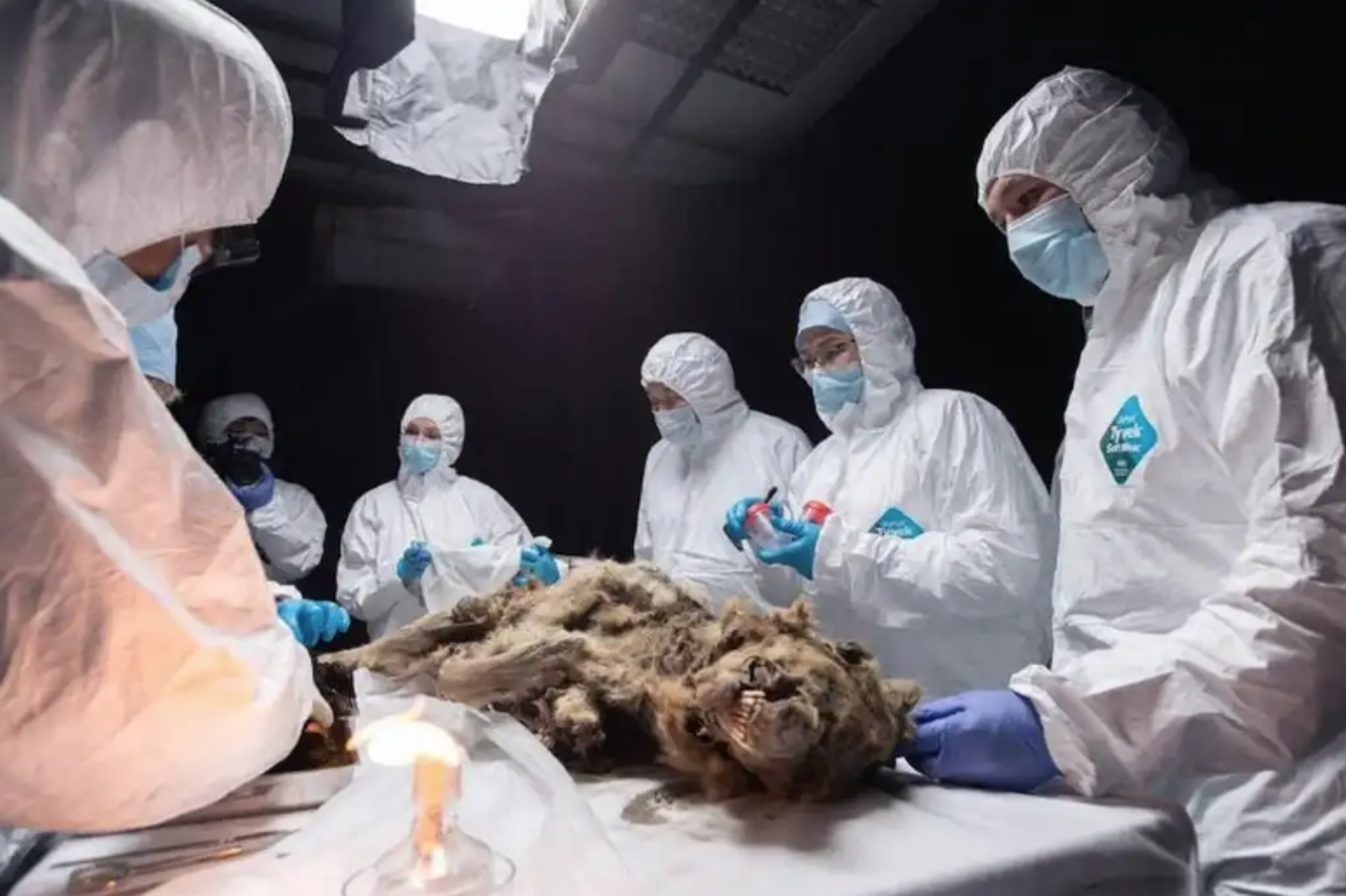 Hallazgo de los restos de un lobo de 44 mil años de antigüedad, en Siberia sorprende a la comunidad científica