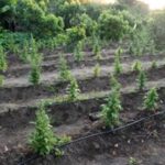 Desmantelan extensa plantación de Marihuna, en Peravia