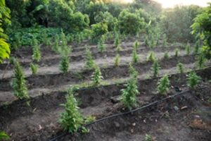 Desmantelan extensa plantación de Marihuna, en Peravia