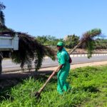 Digecac continúa labores de embellecimiento en la avenida Ecológica con siembra de palmas