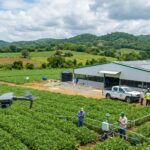 Trasciende la producción agrícola crece un 12.1% en República Dominicana