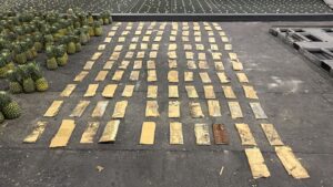 DNCD ocupa carga de piñas con 121 láminas de presunta cocaína en el AILA