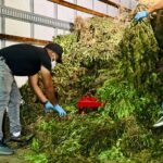 DNCD desmantela industria de cultivo, procesamiento y distribució de Marihuana, en Ocoa