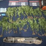 Descubren cultivo de 45 plantas de marihuana y vivero incinerado en San José de Ocoa