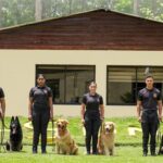 Unidades caninas de la Dirección de Drogas: olfato al servicio de la seguridad del país
