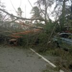 DIGESETT informa: caída de árbol provoca cierre de la Autopista Las Américas