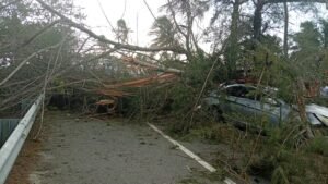 DIGESETT informa: caída de árbol provoca cierre de la Autopista Las Américas