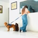 La Dirección General de Ganadería transforma y agiliza proceso para viajar con mascotas